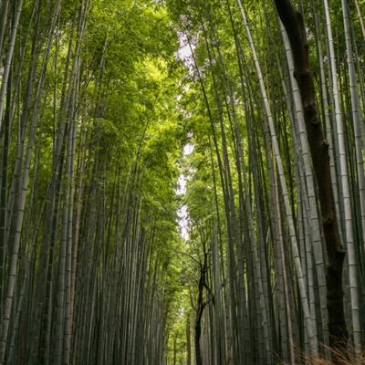 细菌大扫除手游下载